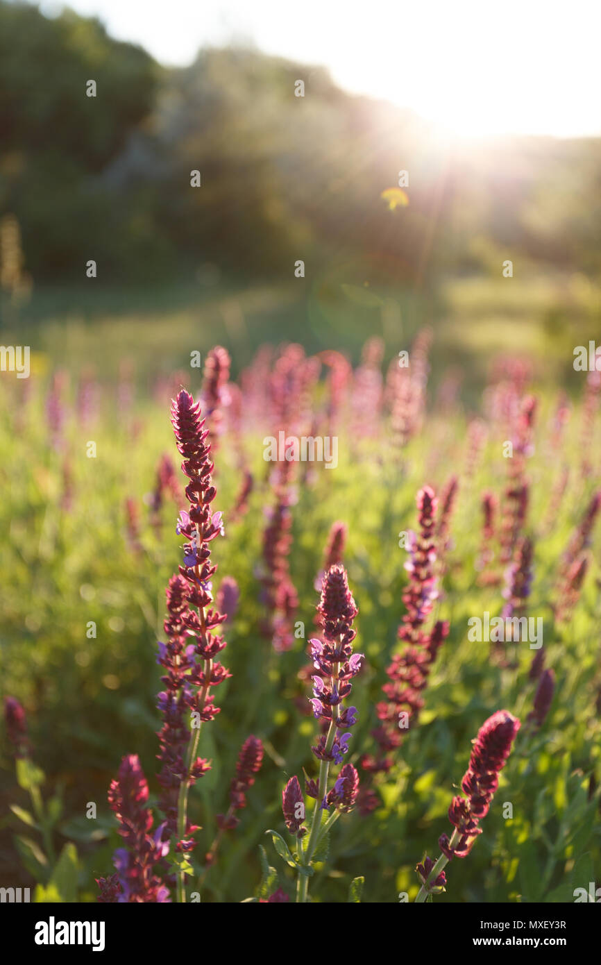 Salvia blossom in the meadow at sunset close Stock Photo