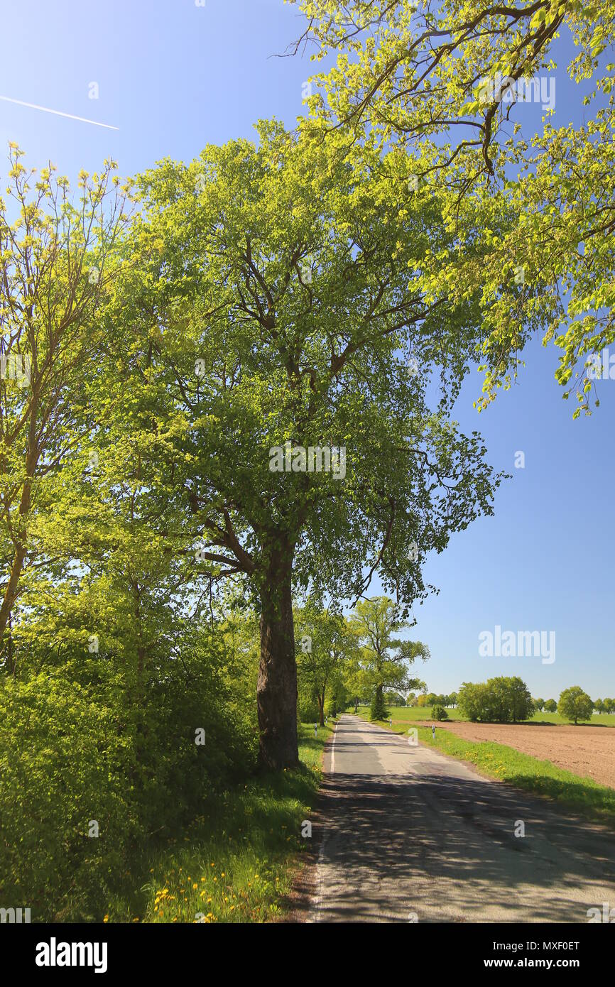 Alley in Mecklenburg-Vorpommern with European white elm (Ulmus laevis). Stock Photo