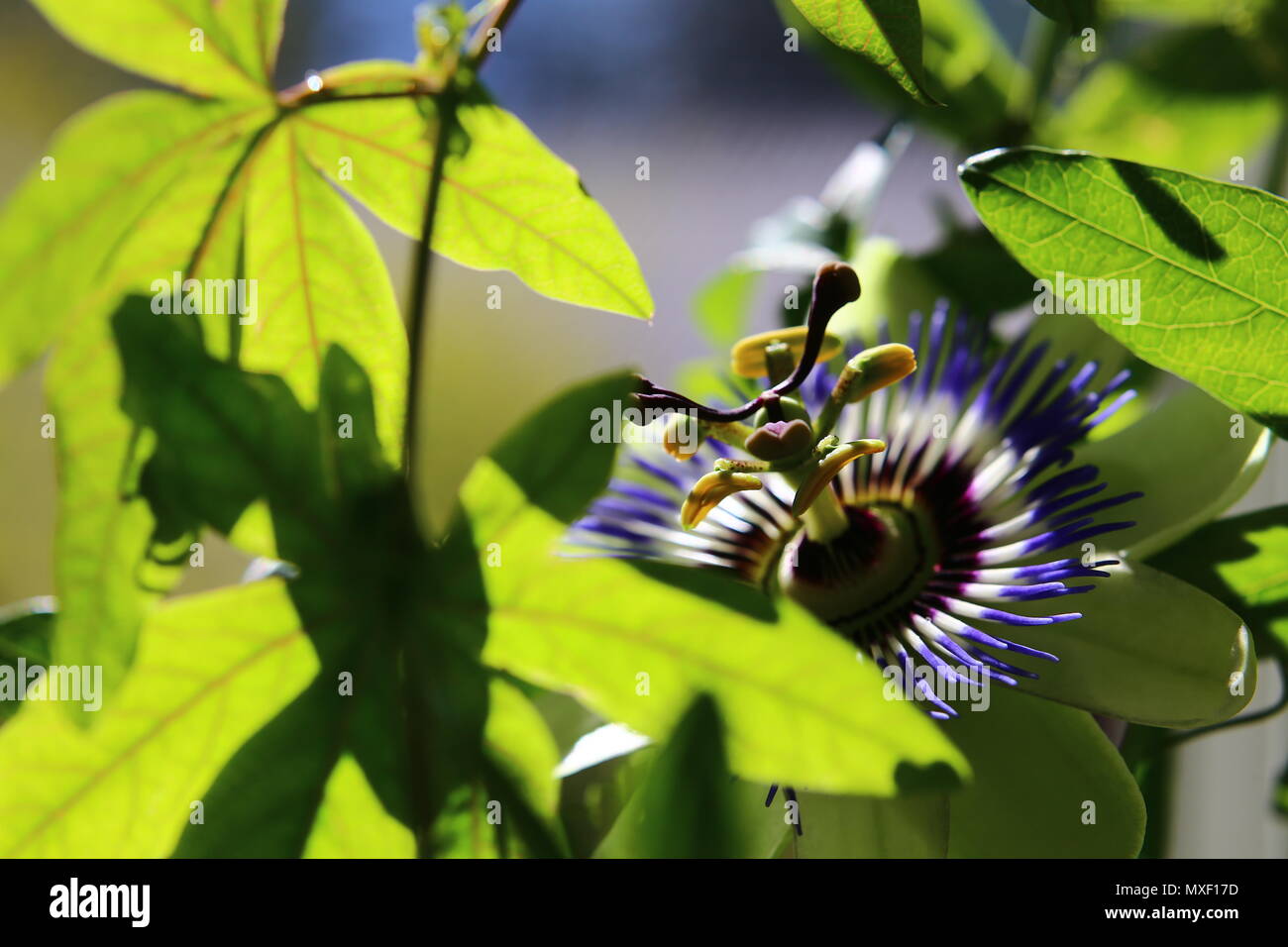 Close-up of blossom of Passiflora caerulea, the common passion flower. Stock Photo