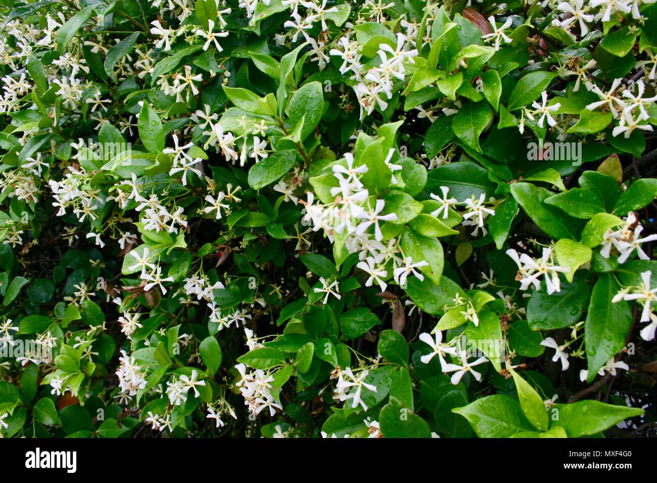 Full frame of beautiful green leaves and tiny white flowers Stock Photo