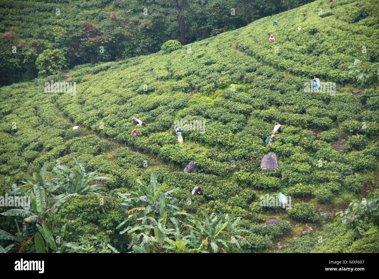 KANDY, SRI LANKA - DECEMBER 2017: Women picking tea on the tea fields near Kandy in Sri Lanka Stock Photo