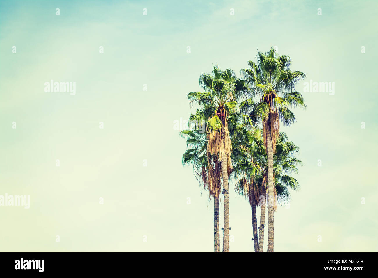 tall palm trees in California Stock Photo Alamy