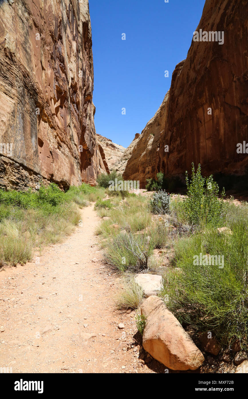 Capitol Gorge Trail in Capital Reef National Park, UT Stock Photo - Alamy