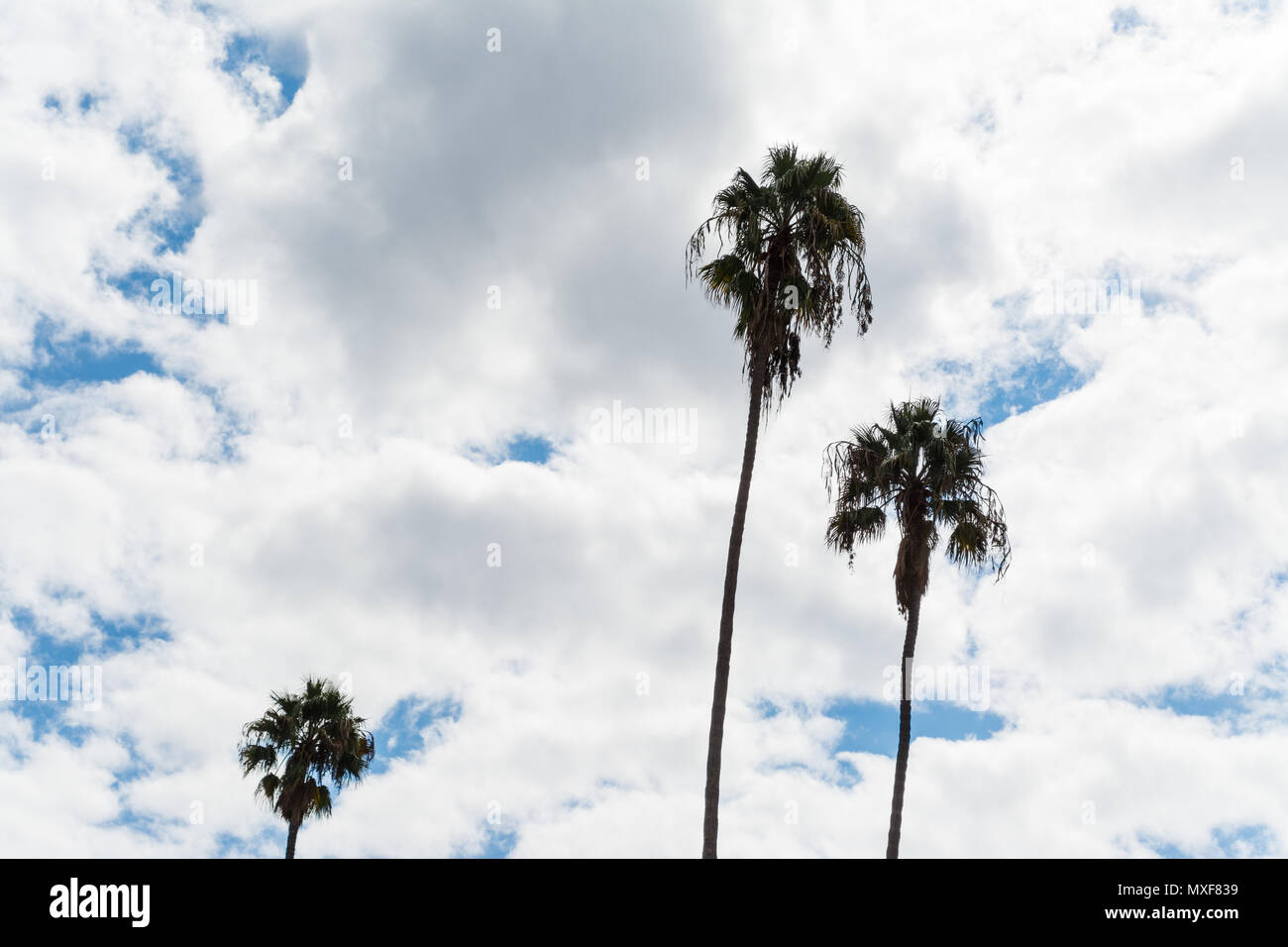 tall palm trees in California Stock Photo Alamy
