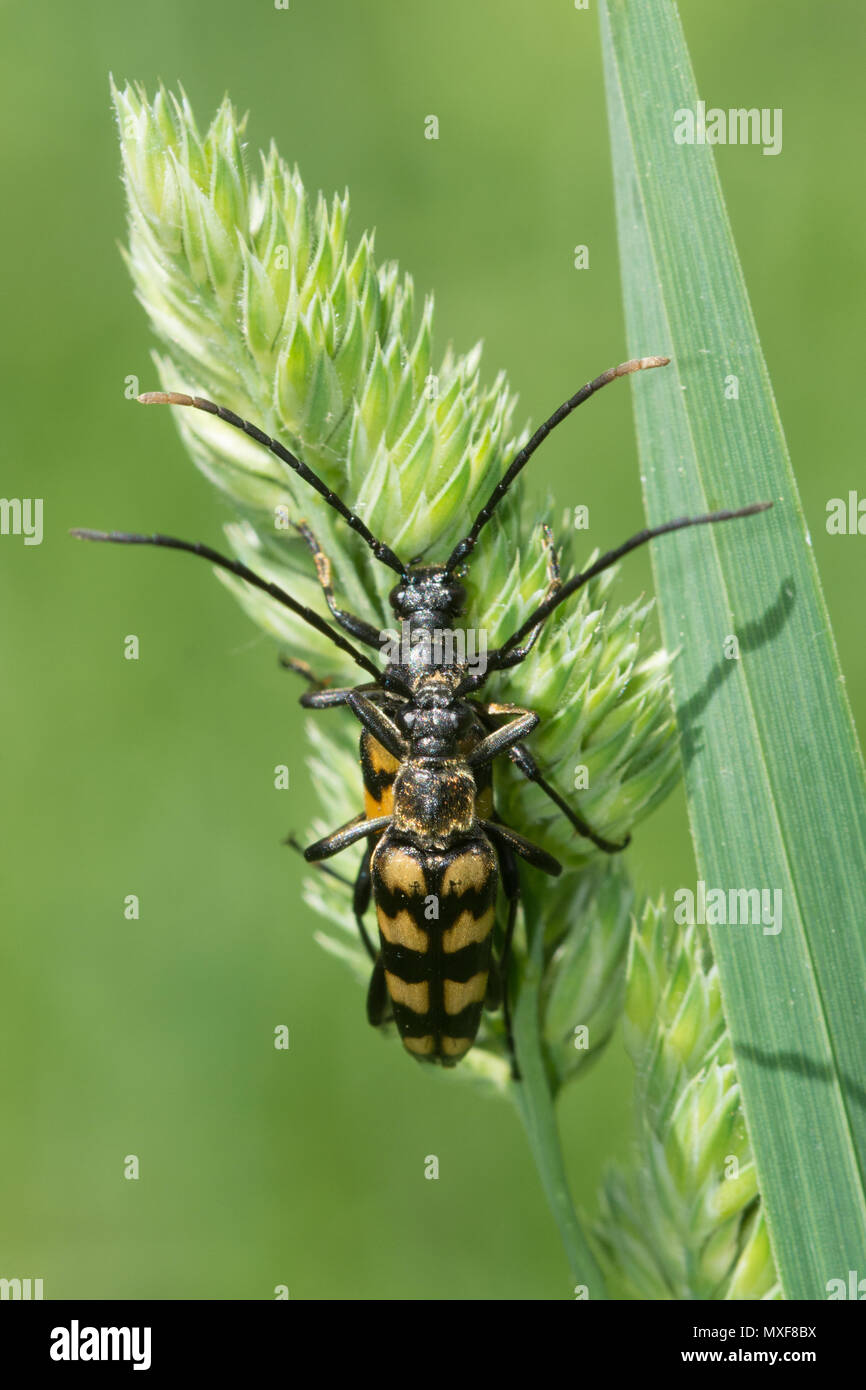 Four-banded longhorn beetles (Leptura quadrifasciata) mating on grasses in Oaken Wood, Surrey, UK Stock Photo