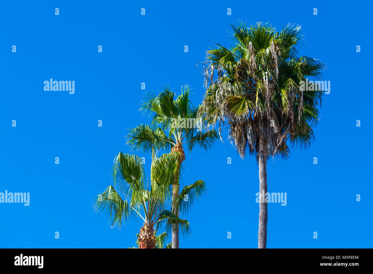 tall palm trees in California Stock Photo Alamy