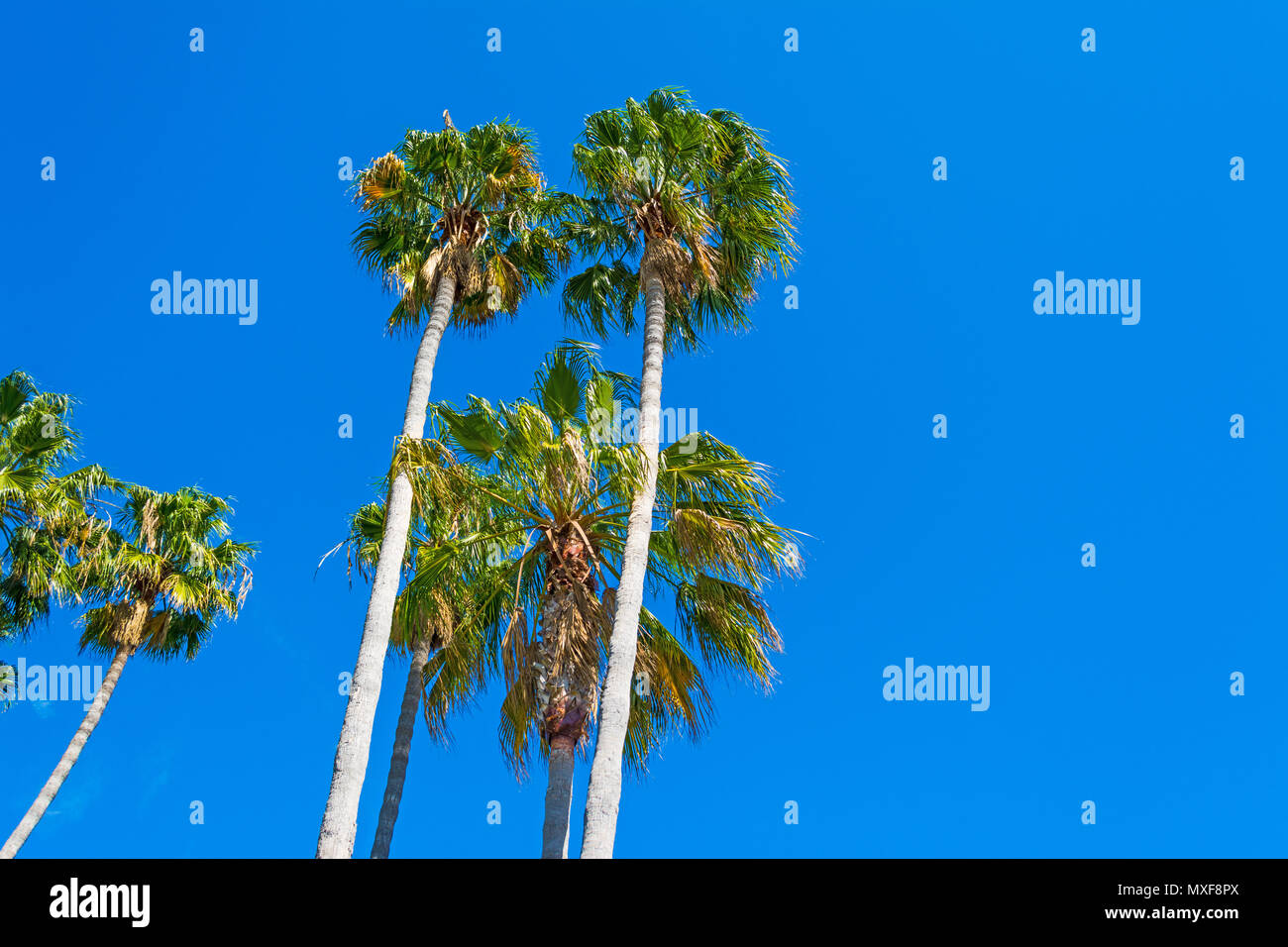tall palm trees in California Stock Photo Alamy