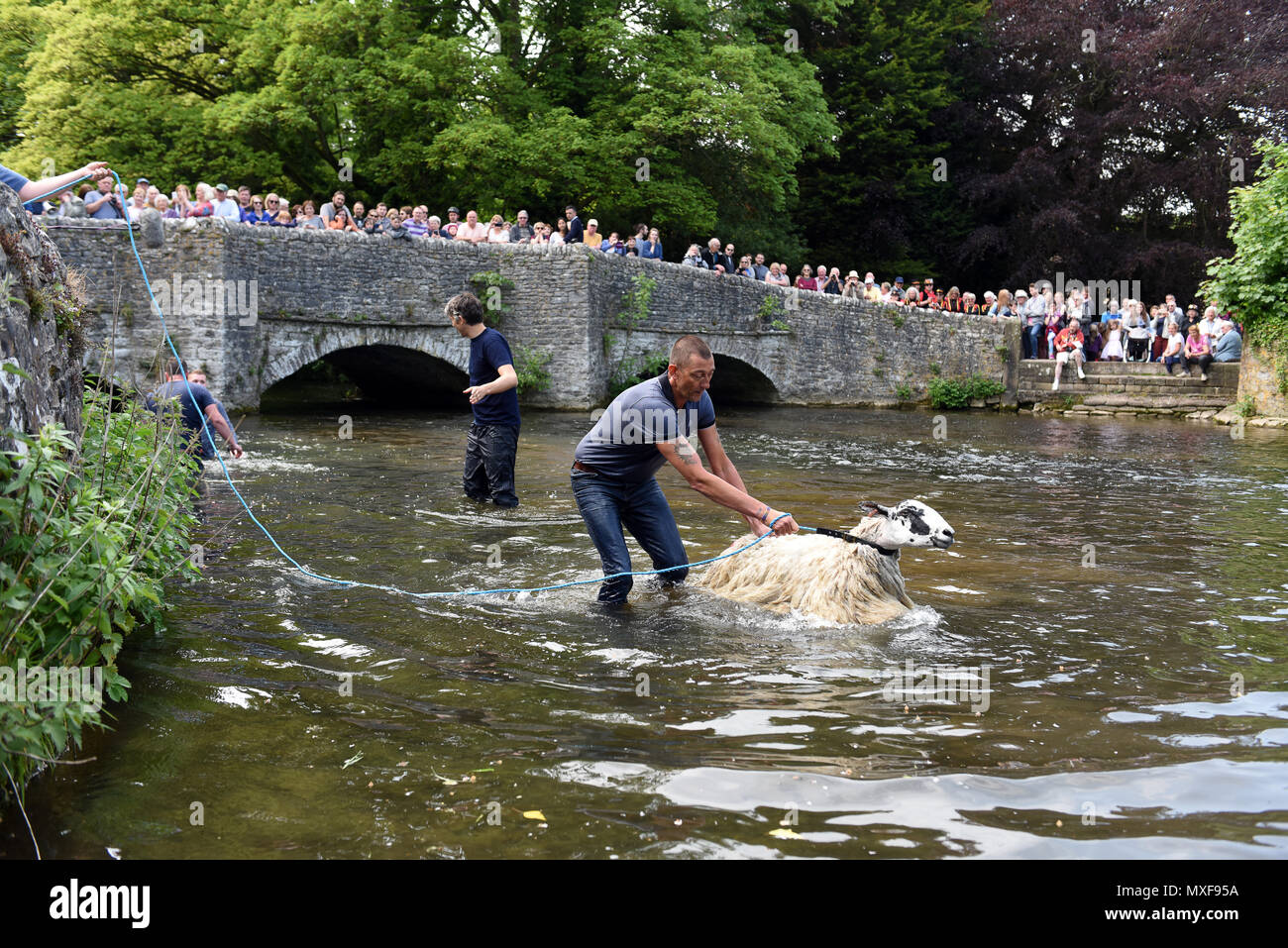 Ashford in the Water, Derbyshire, Uk Farmers dipping their sheep in the River Wye at Sheep Wash Bridge in Ashford-in-the-Water during the villages 'We Stock Photo