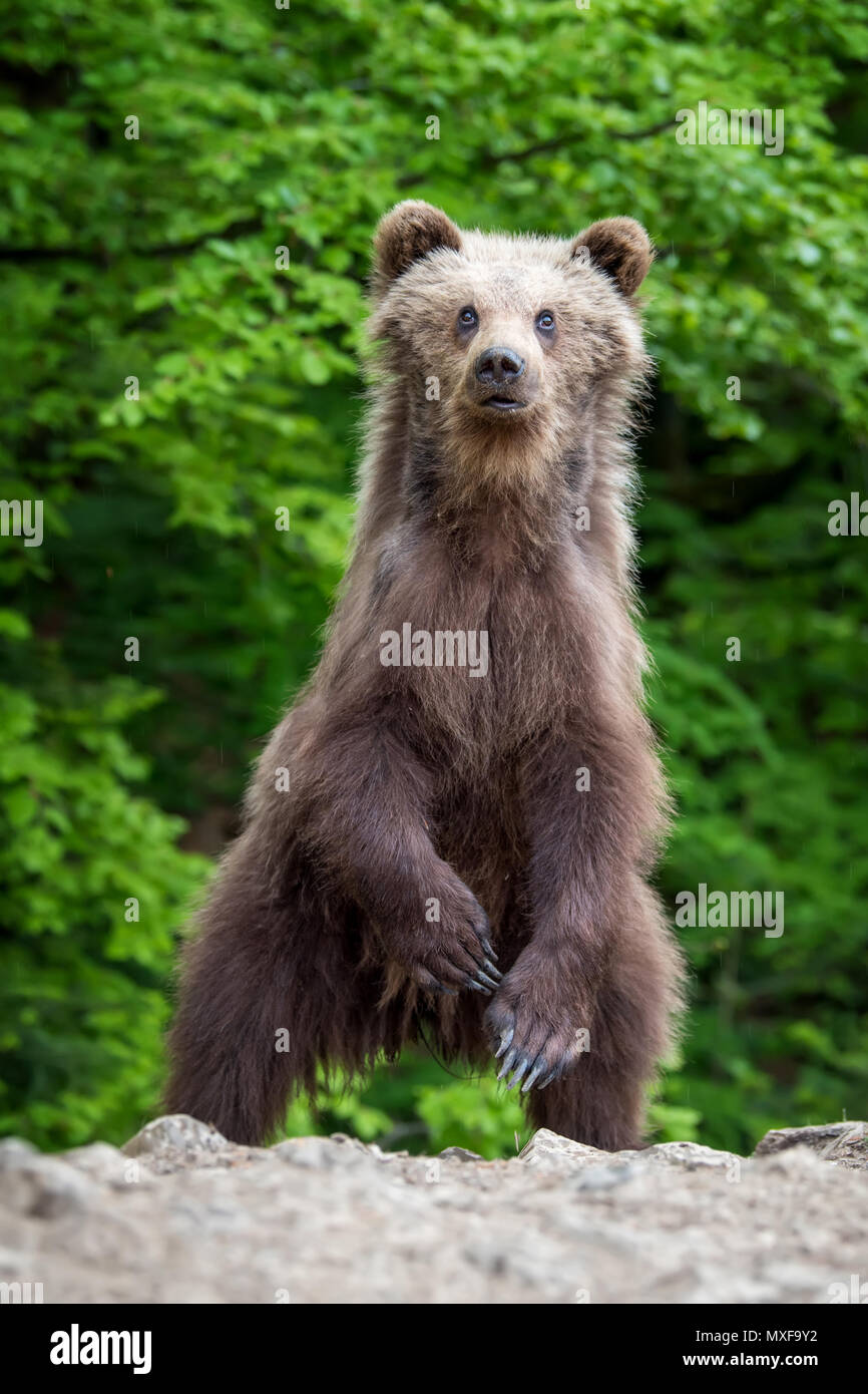 Brown bear cub in the forest. Animal in the nature habitat Stock Photo ...
