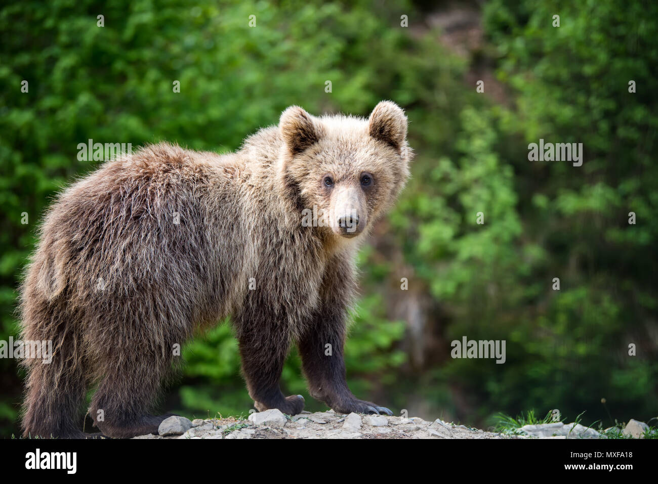 Brown bear cub in the forest. Animal in the nature habitat Stock Photo ...
