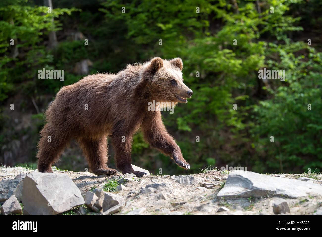 Brown bear cub in the forest. Animal in the nature habitat Stock Photo ...