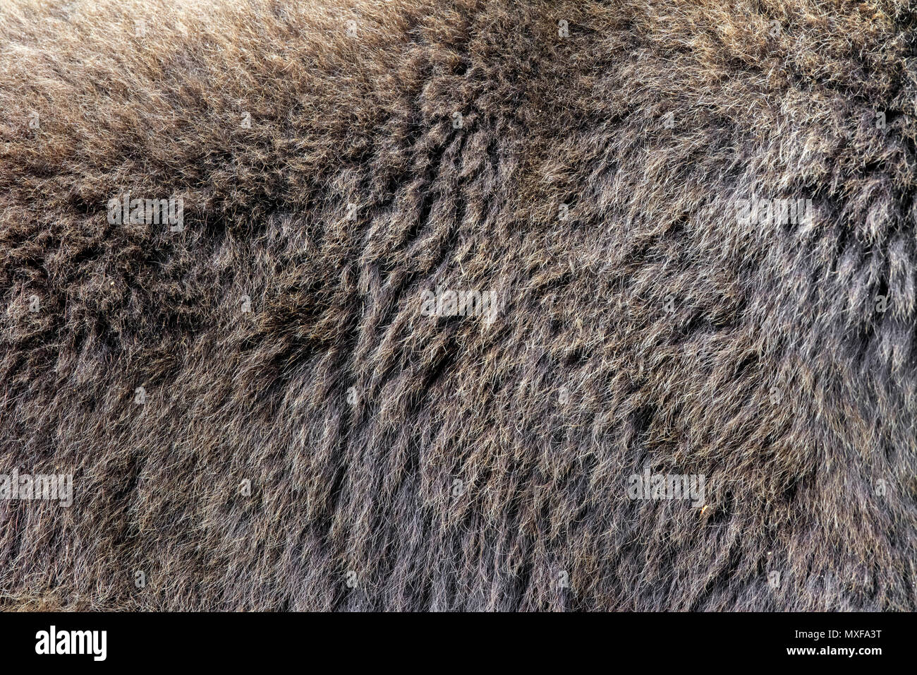 Close real brown bear fur texture Stock Photo