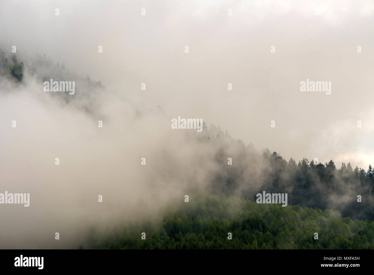 Scenic view of mountain forests covering by fog Stock Photo - Alamy