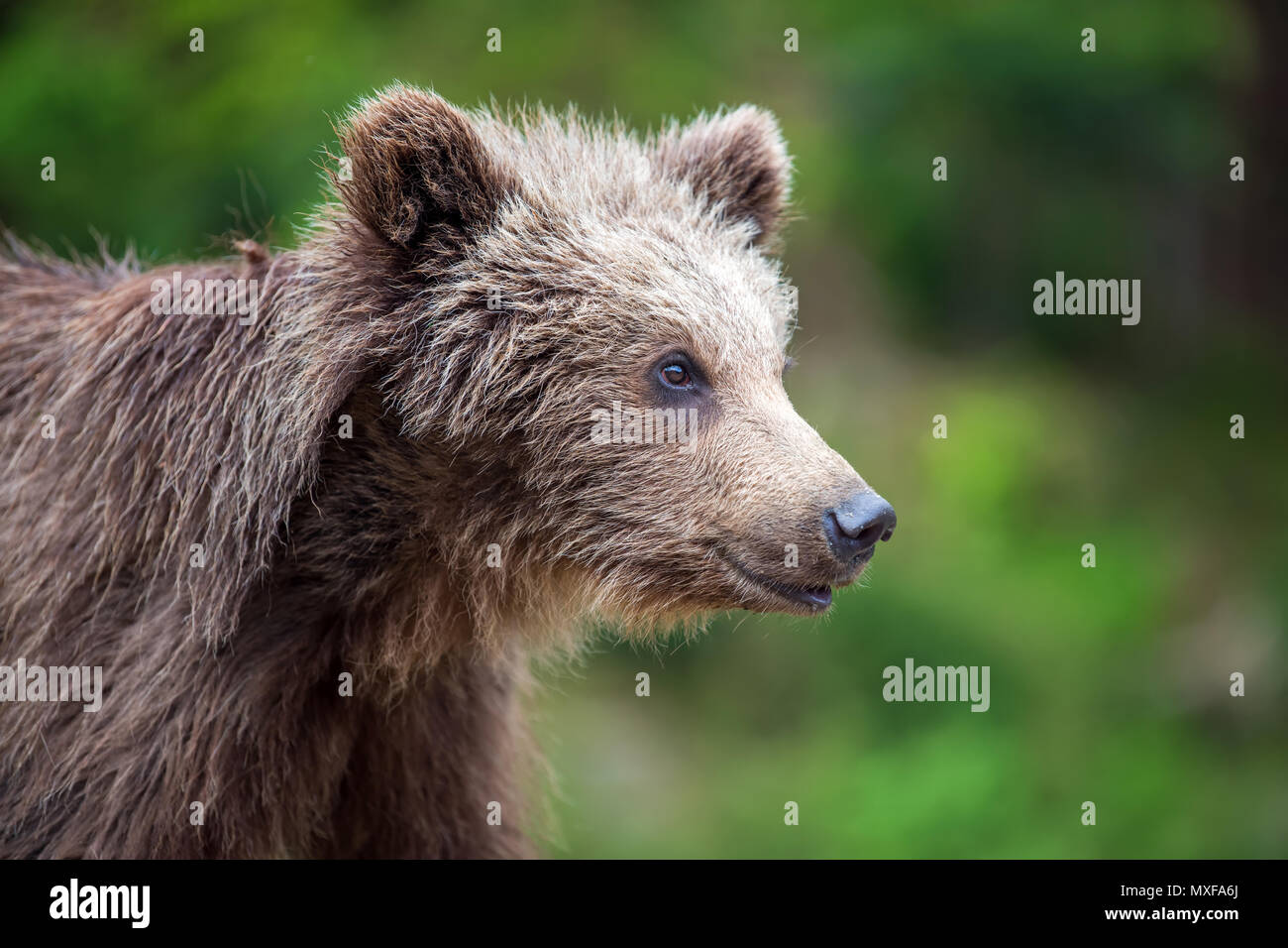 Brown bear cub in the forest. Animal in the nature habitat Stock Photo ...
