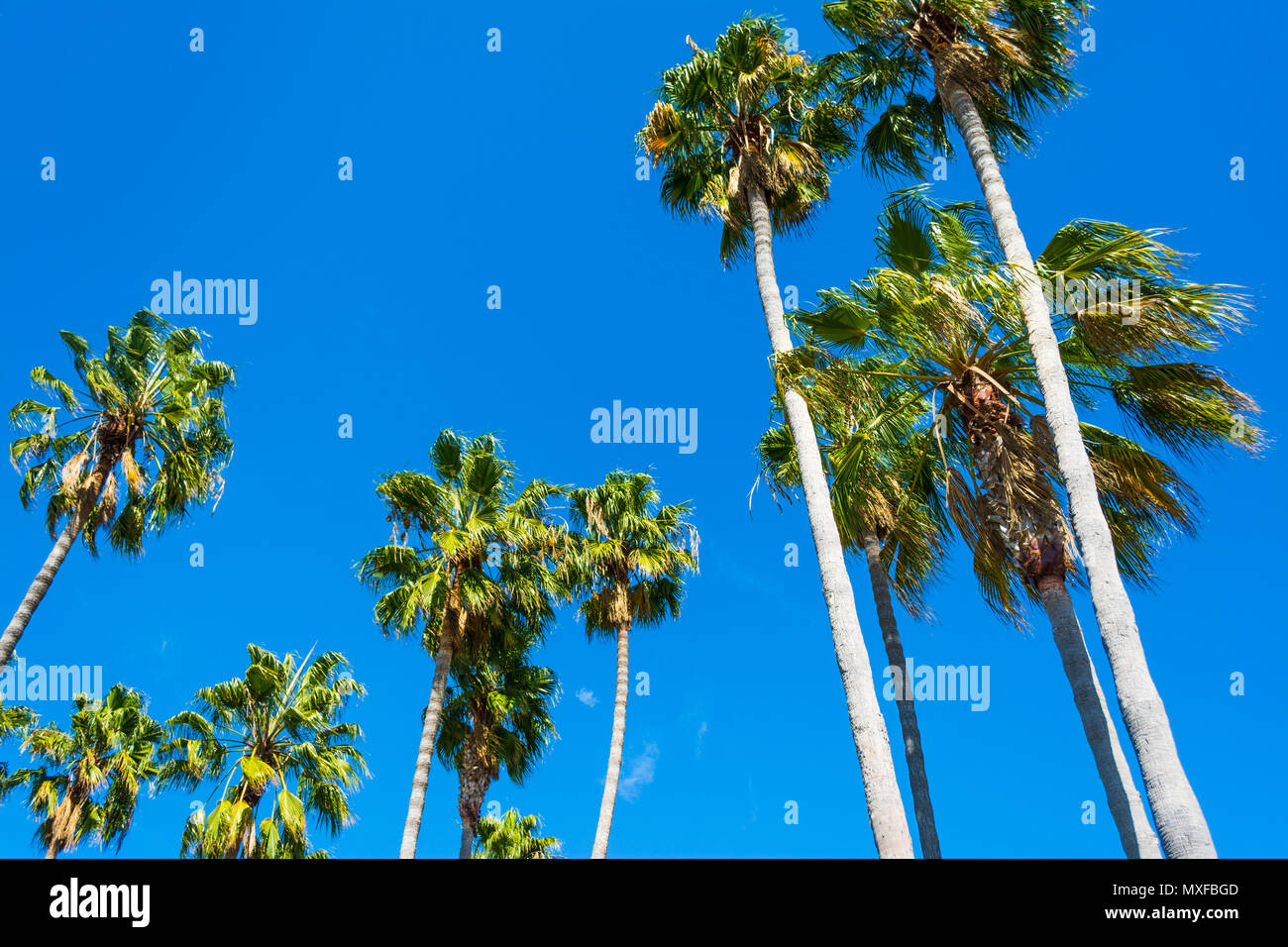 tall palm trees in California Stock Photo Alamy