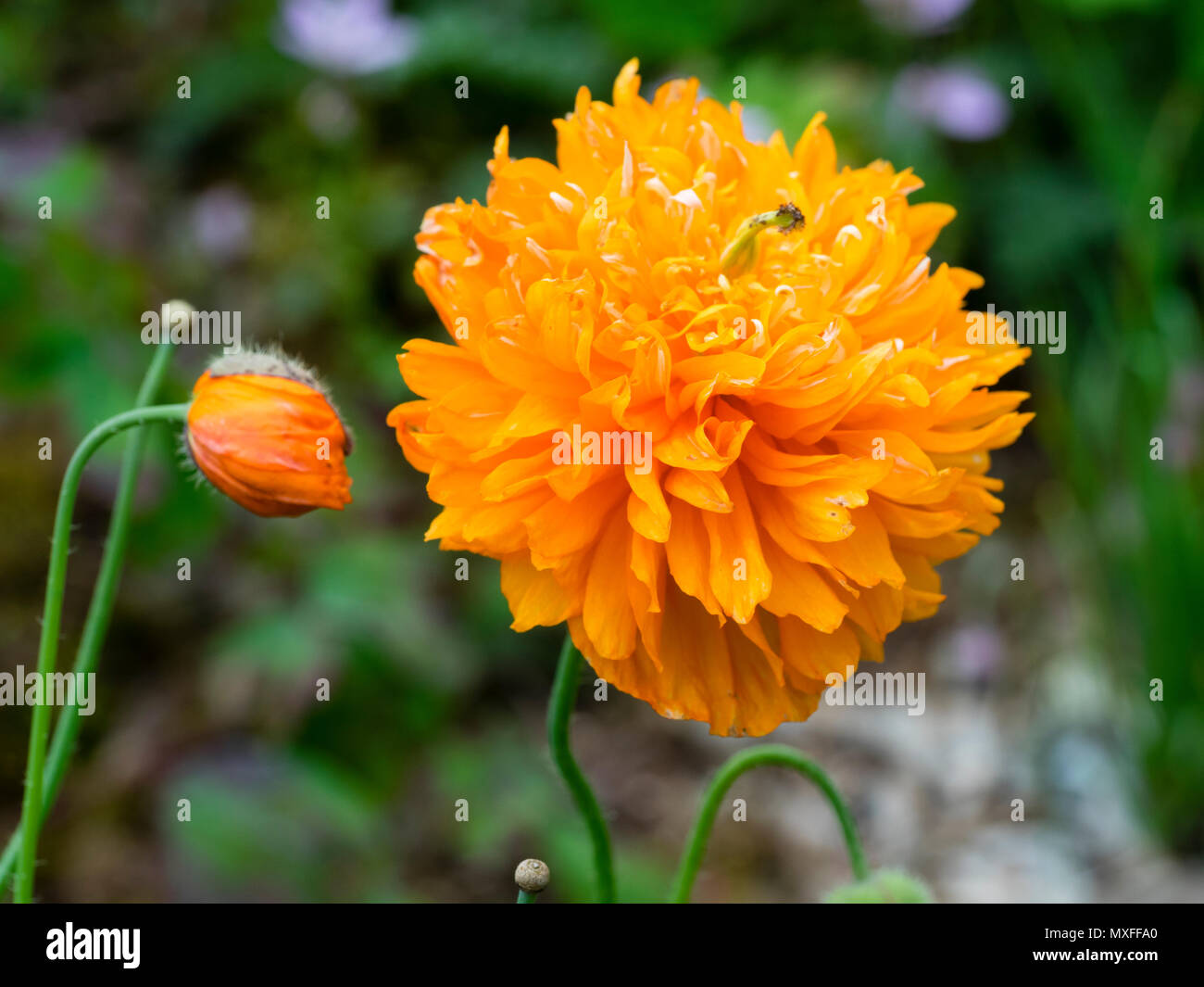 Double form of the orange flowered Welsh poppy, Papaver cambricum var aurantiacum Stock Photo