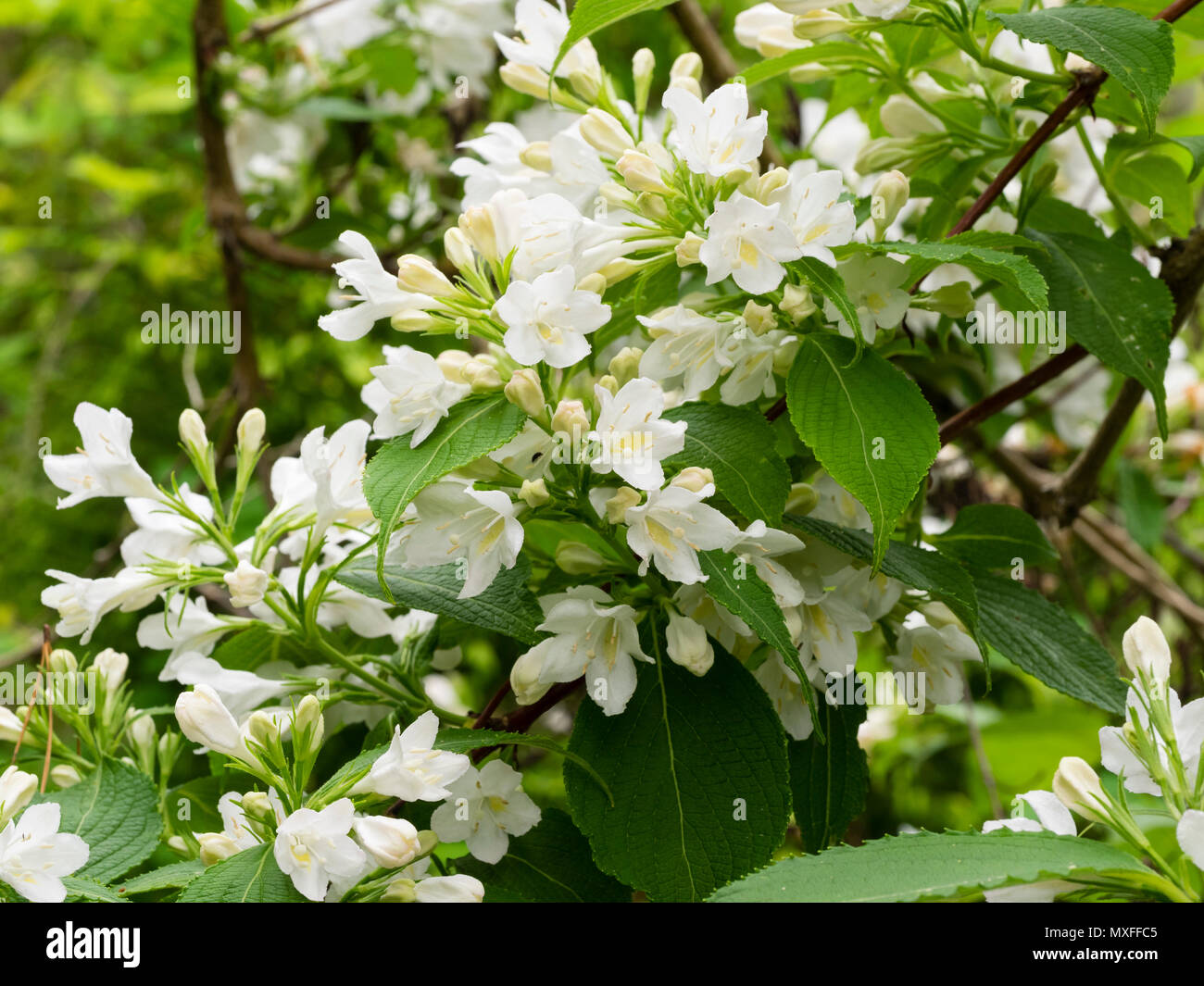 White flowers of the hardy, early summer flowering garden shrub, Weigela florida 'Snowflake' Stock Photo