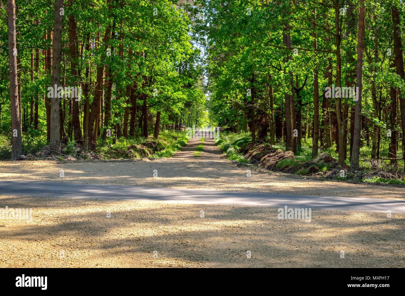 Beautiful spring landscape. Cross roads by a green clearing in the forest. Stock Photo