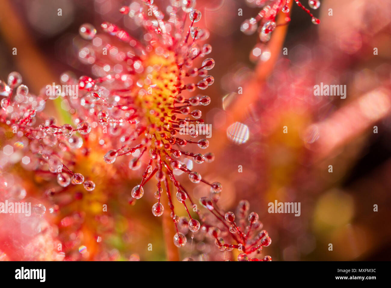An oblong-leaved sundew, Drosera intermedia, in morning sunlight with the sticky mucilage used to trap insects glistening. The plant secretes the muci Stock Photo
