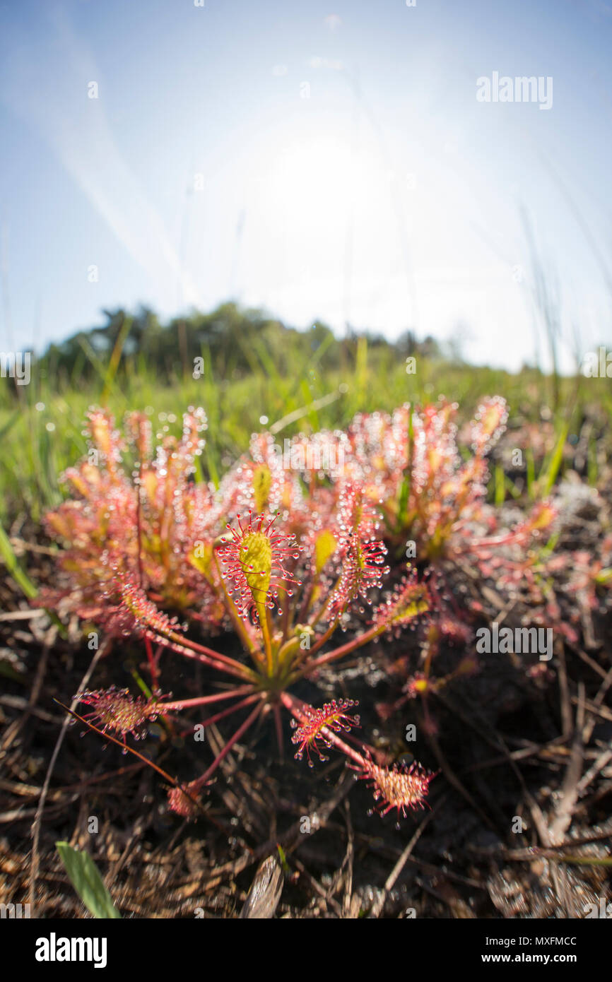 Oblong-leaved sundews, Drosera intermedia, growing on wet, peaty ground near heather and coniferous forestry. The plant secretes sticky mucilage from  Stock Photo