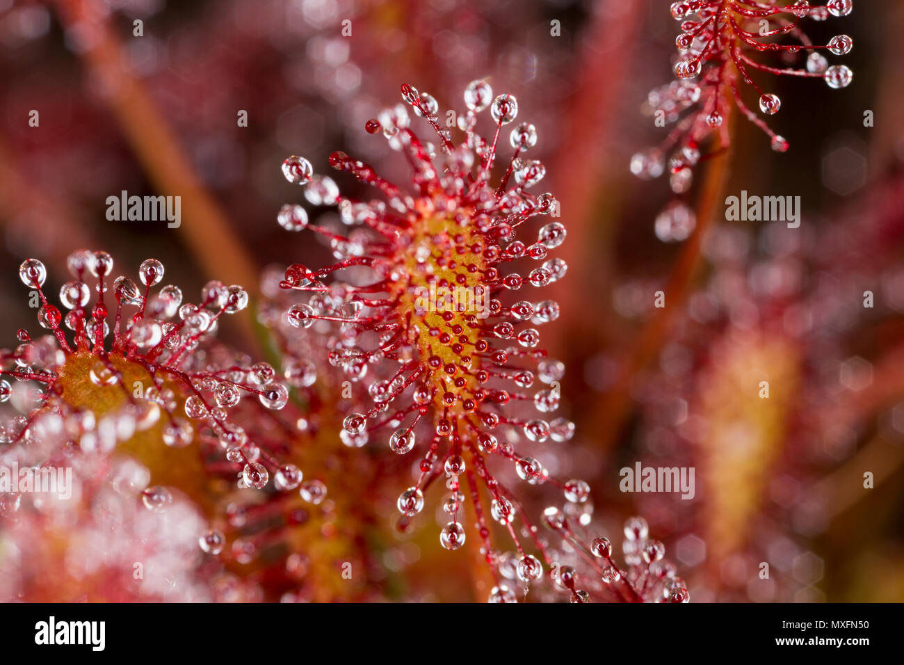 Spatulate leaved sundews hires stock photography and images Alamy