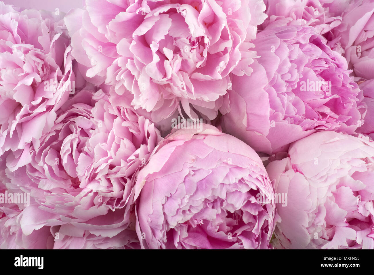 Beautiful peonies. Bouquet of pink peony background Stock Photo - Alamy