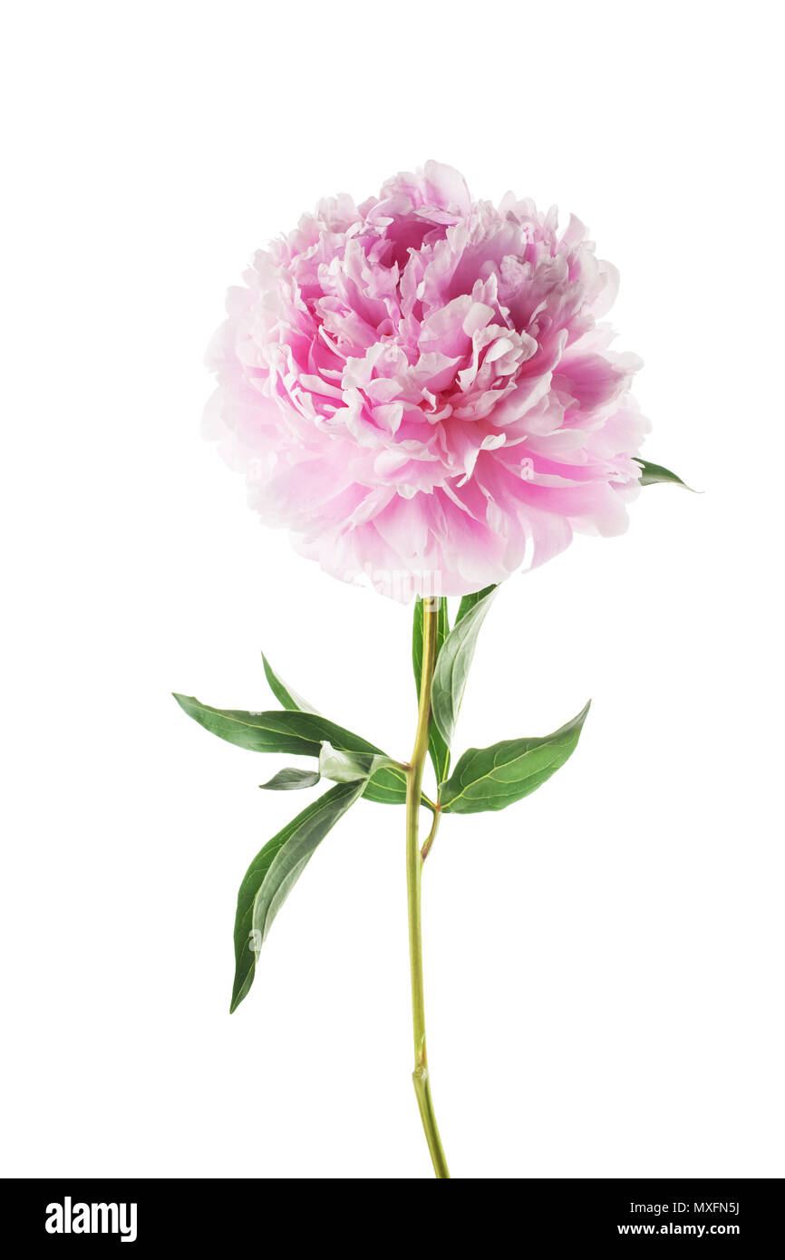 Pink peony flower isolated on white background Stock Photo - Alamy