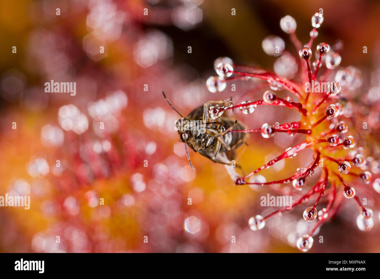 A small, winged insect that has been caught by an oblong-leaved sundew, Drosera intermedia. The plant secretes sticky mucilage from glands on the ends Stock Photo