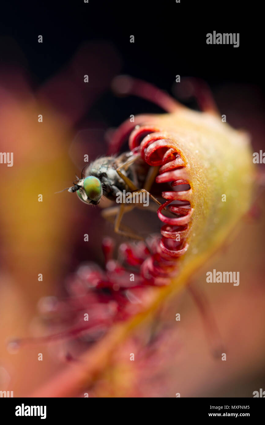 Sundew insect eating plant hires stock photography and images Alamy