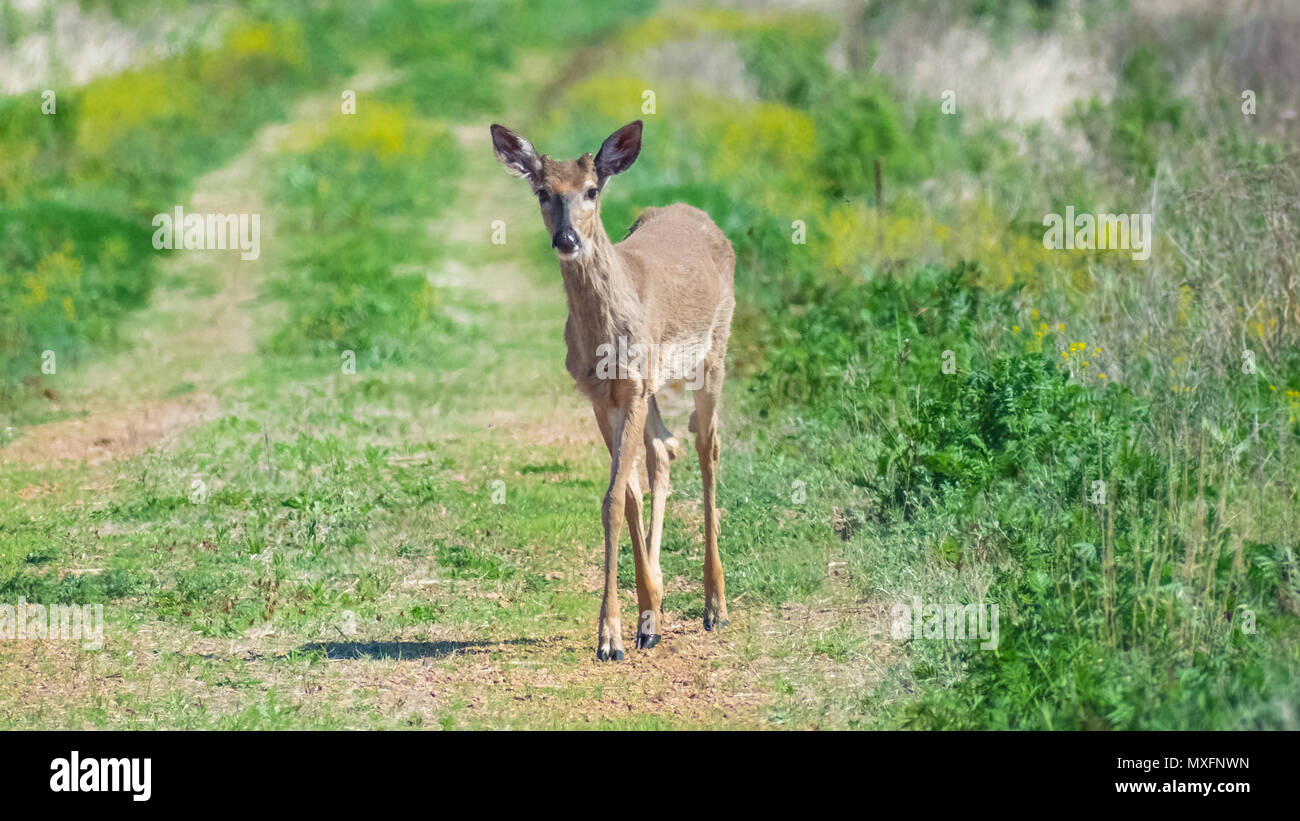 young deer walking on trail Stock Photo Alamy