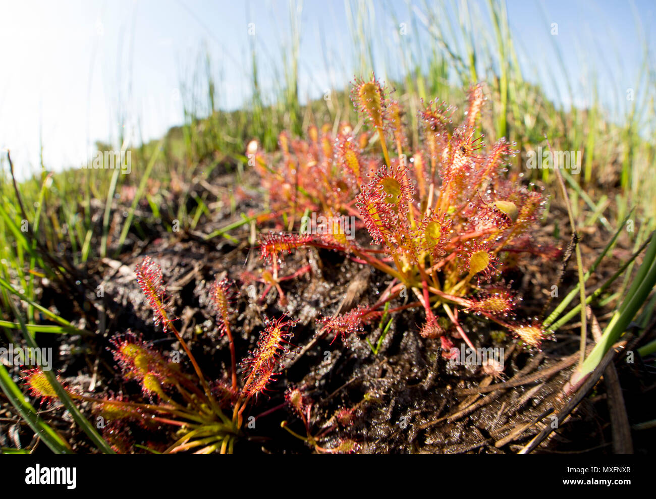 Oblong-leaved sundews, Drosera intermedia, growing on wet, peaty ground near heather and coniferous forestry. The plant secretes sticky mucilage from  Stock Photo