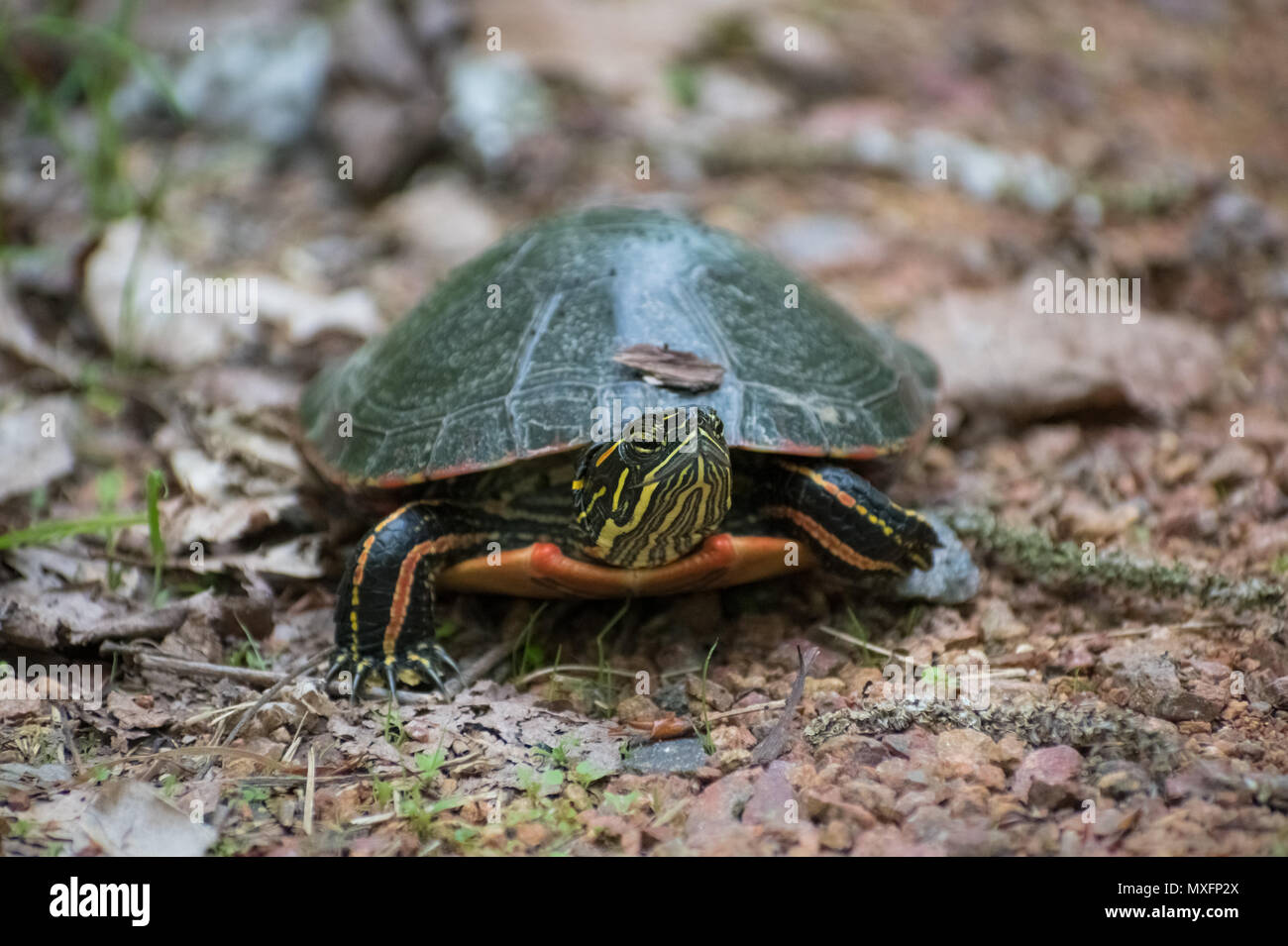 painted turtle on gravel Stock Photo Alamy