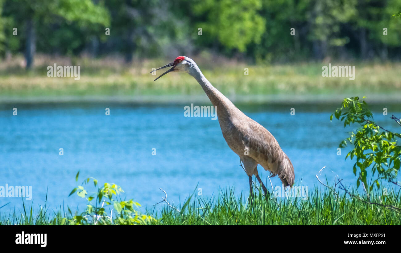 sandhill crane squawking around water Stock Photo