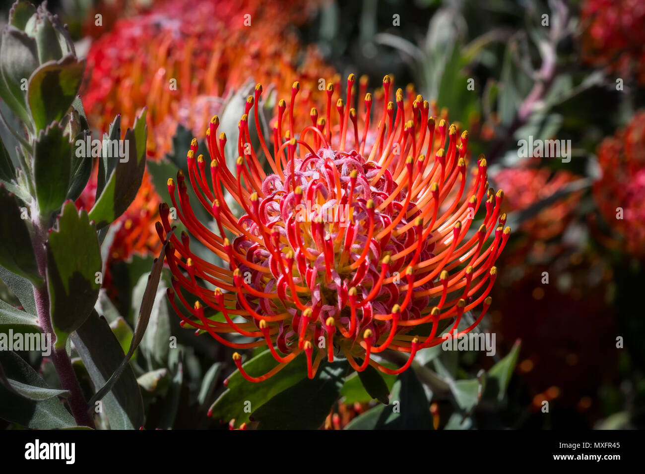 Close of Australain red flower head Stock Photo