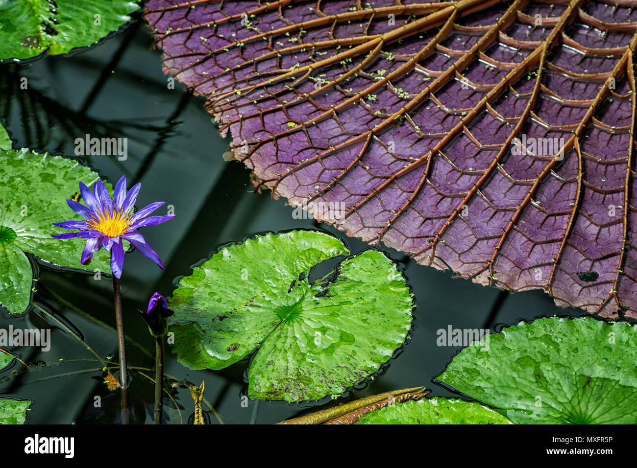 Close up of giant upside down purple lily pad Stock Photo