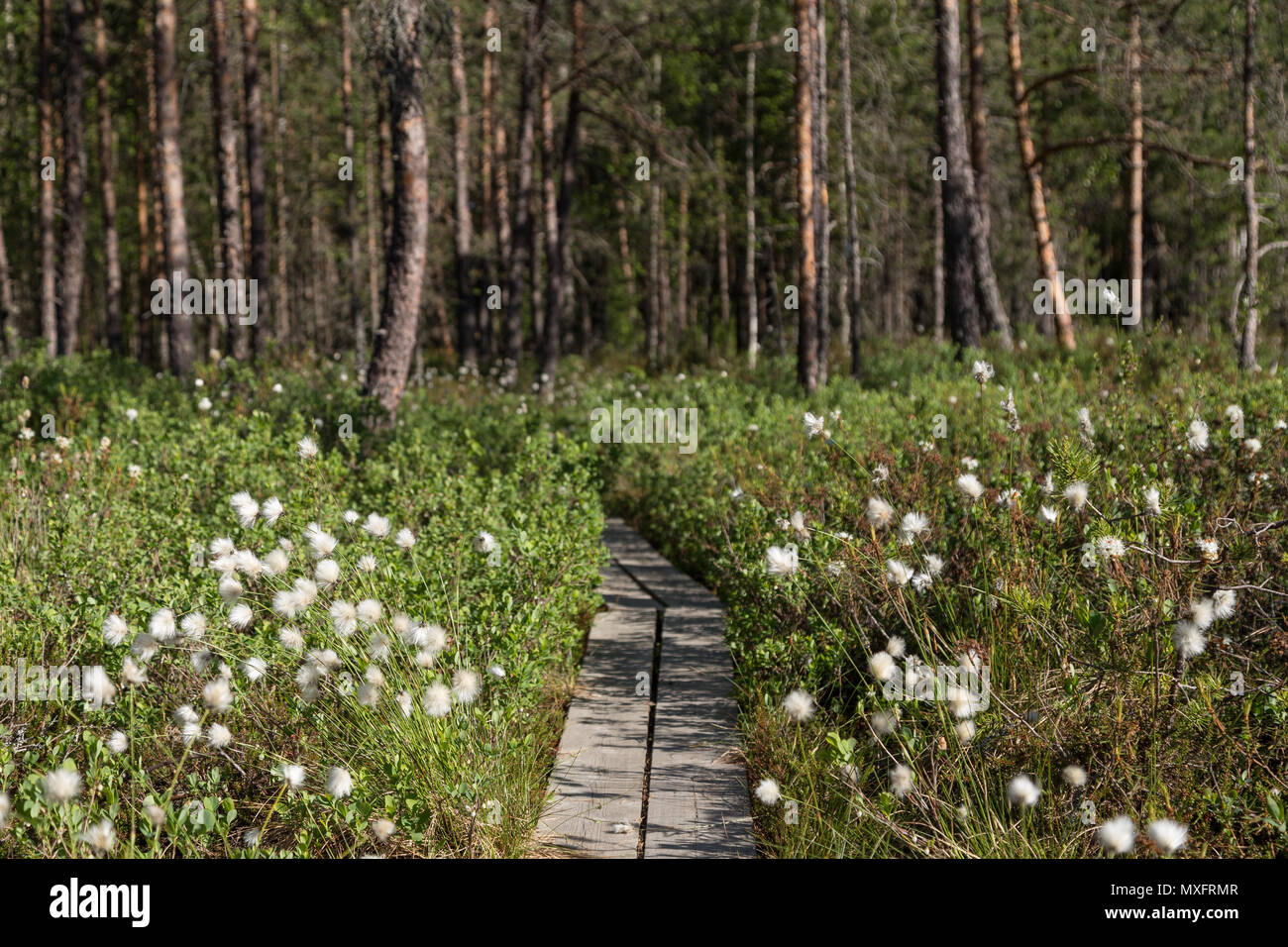 Duckboards in a forest and marshland at the Puurijärvi and Isosuo National Park in the Pirkanmaa and Satakunta regions of Finland in the summer. Stock Photo