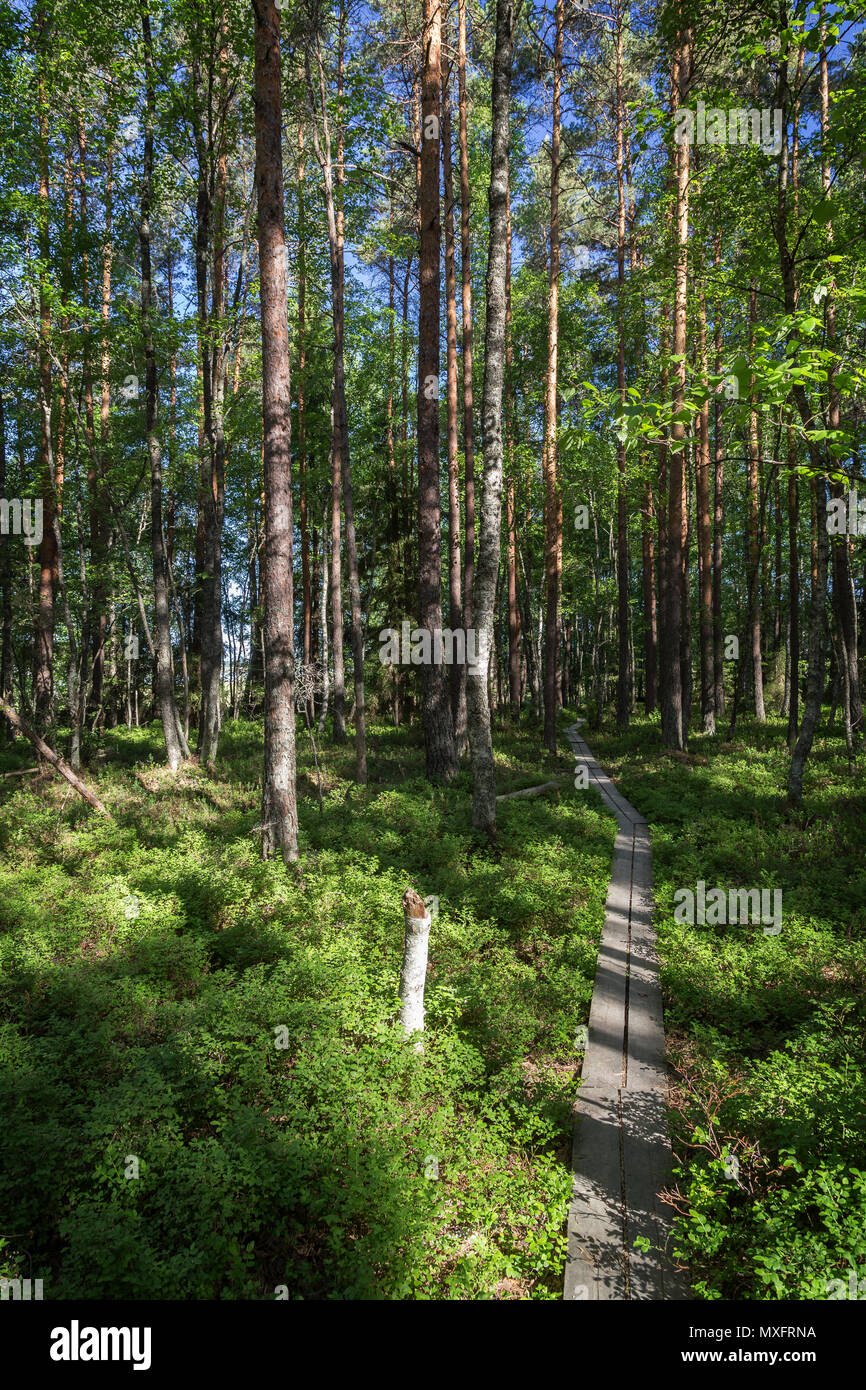 Duckboards in a lush and verdant forest at the Puurijärvi and Isosuo National Park in the Pirkanmaa and Satakunta regions of Finland in the summer. Stock Photo