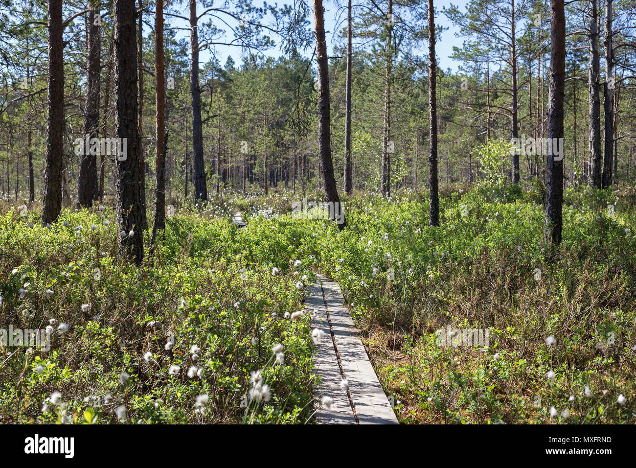 Duckboards in a forest and marshland at the Puurijärvi and Isosuo National Park in the Pirkanmaa and Satakunta regions of Finland in the summer. Stock Photo