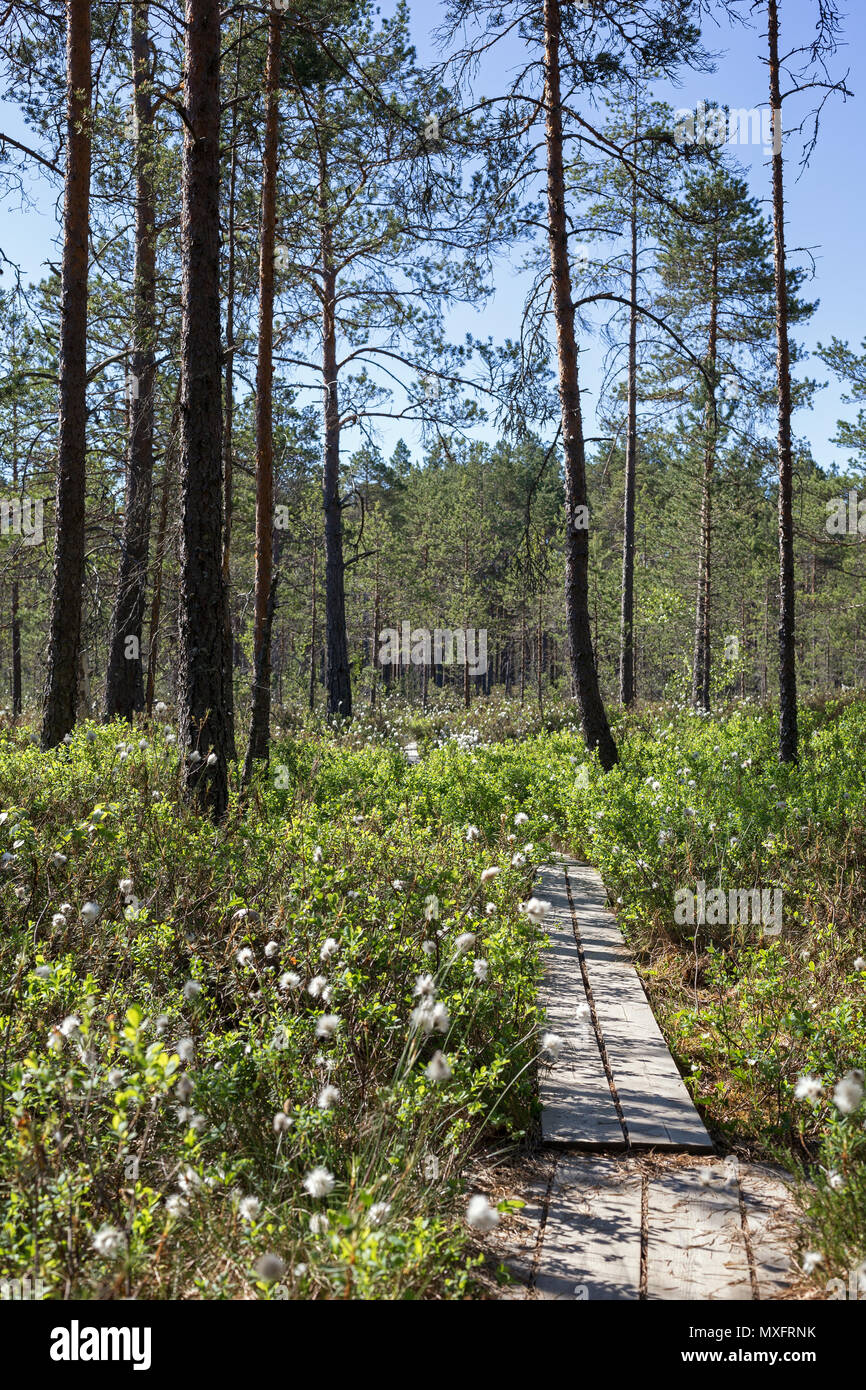 Duckboards in a forest and marshland at the Puurijärvi and Isosuo National Park in the Pirkanmaa and Satakunta regions of Finland in the summer. Stock Photo