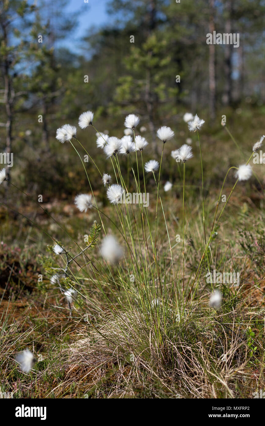 Close-up of hare's tail cottongrass or tussock cottongrass (Eriophorum vaginatum) in wetland, blooming in the summer in Finland on a sunny day. Stock Photo