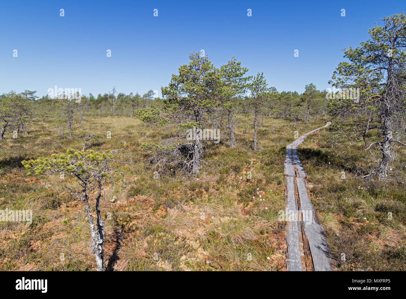 Pine trees and duckboards on marshland at the Puurijärvi and Isosuo National Park in the Pirkanmaa and Satakunta regions of Finland in the summer. Stock Photo