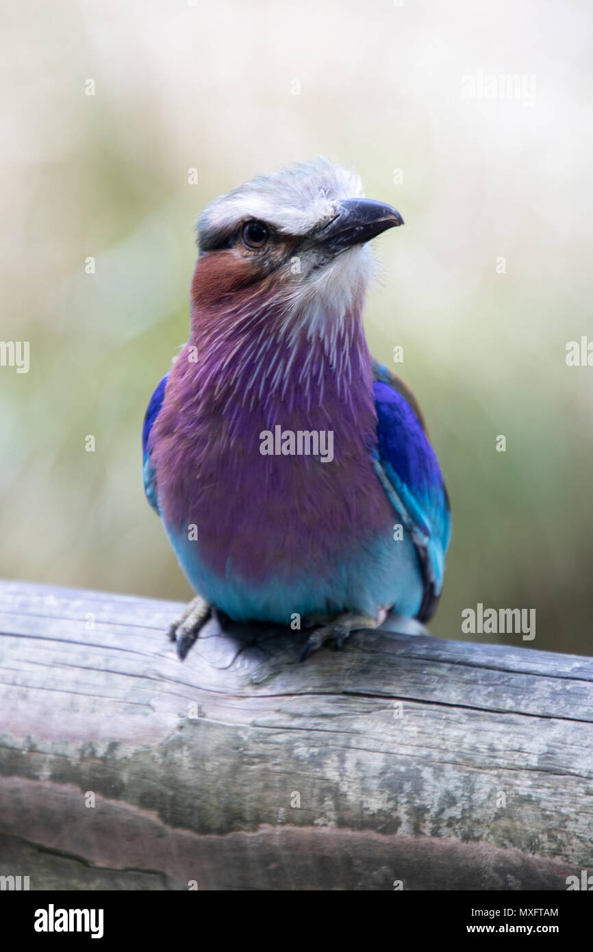 Lilac-breasted roller one colourful bird Stock Photo