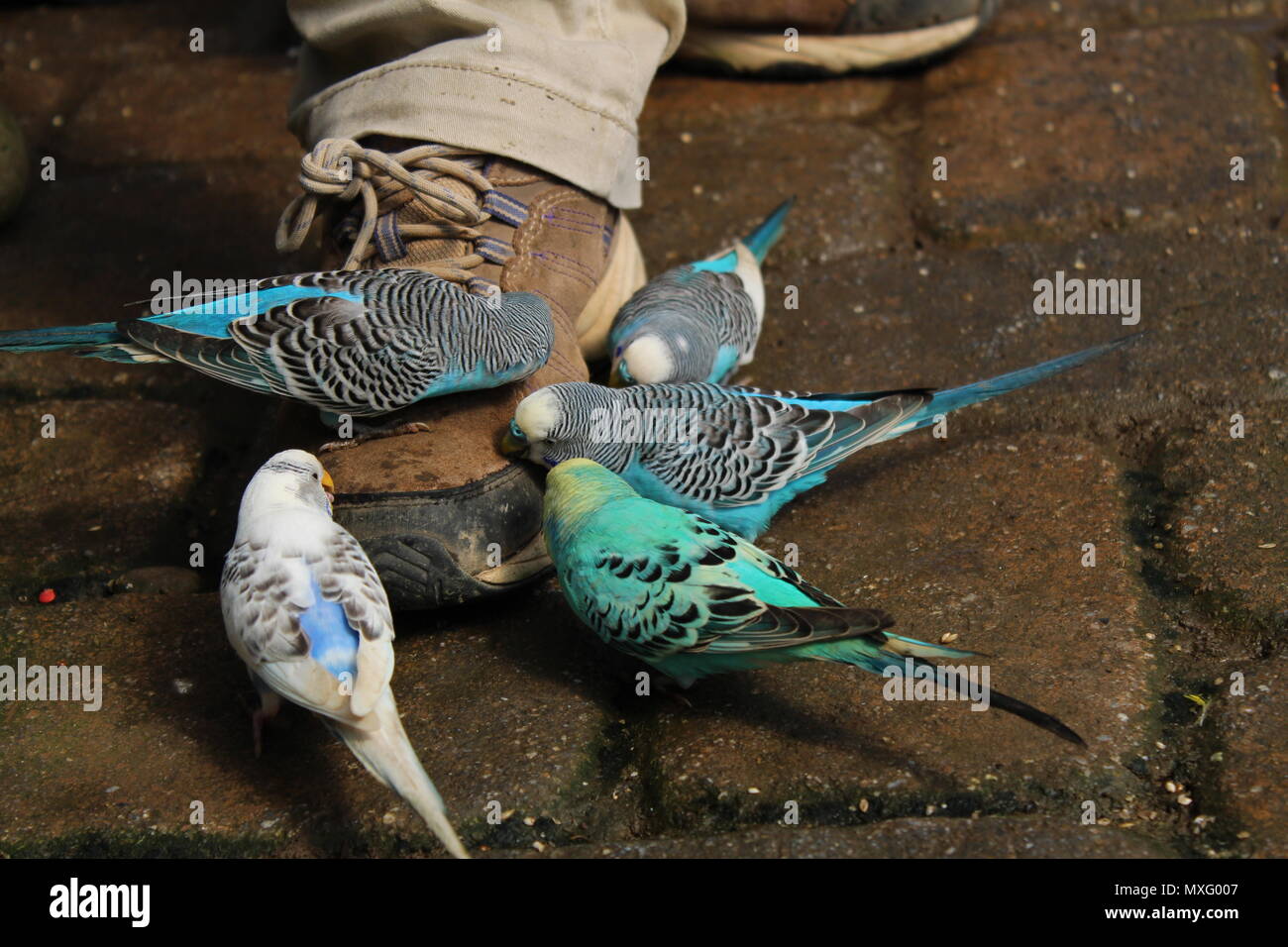 Budgies, also known as common parakeets, pecking at a zookeepers