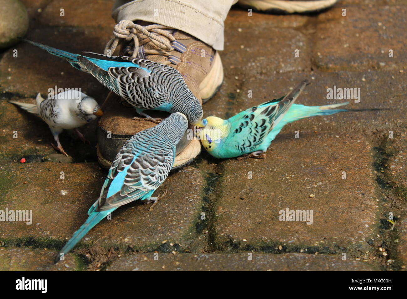 Budgies, also known as common parakeets, pecking at a zookeepers