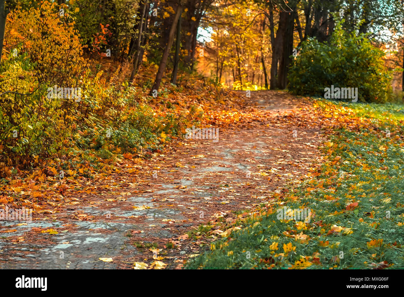 Forest path with many fallen leaves, autumn landscape. Fall in the old park. Walking, mood, nostalgia concept Stock Photo
