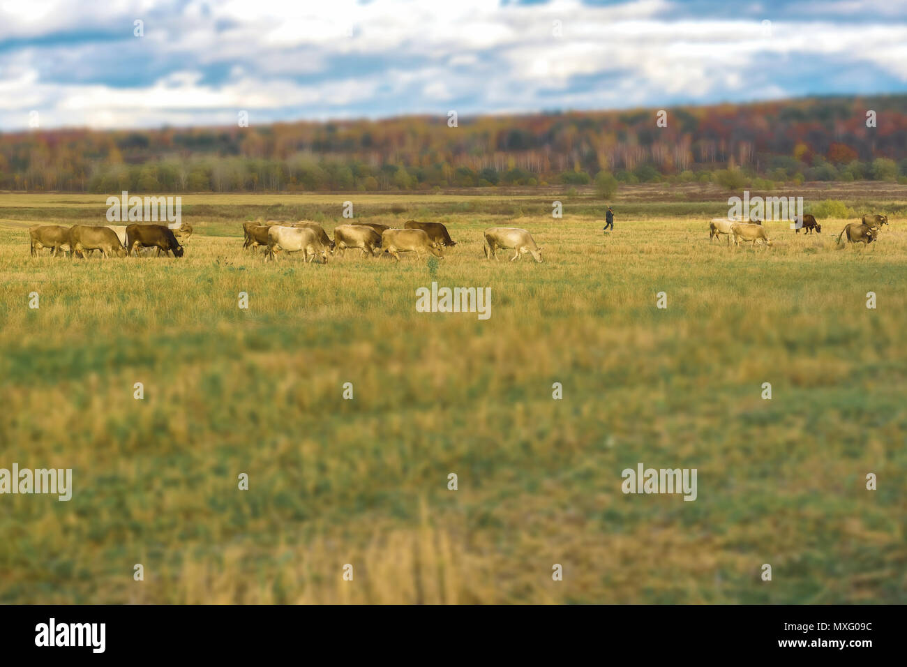 Grazing cows, shepherd in autumn rustic landscape, sloping field, meadow, on background of forest. Sunny day on the countryside. Selectiv focus Stock Photo