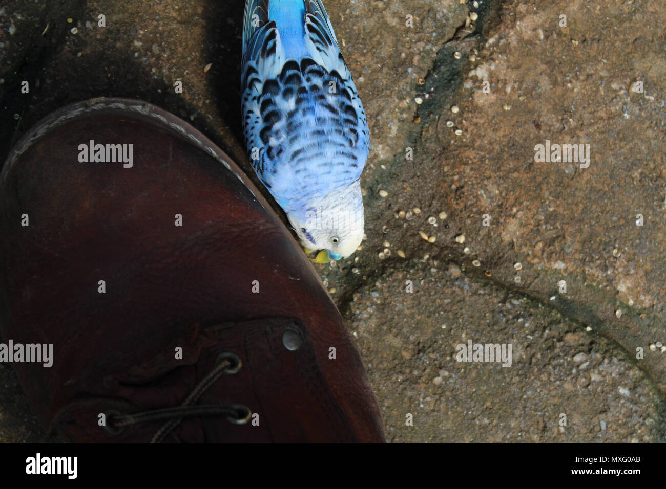 Budgies, also known as common parakeets, pecking at a zookeepers