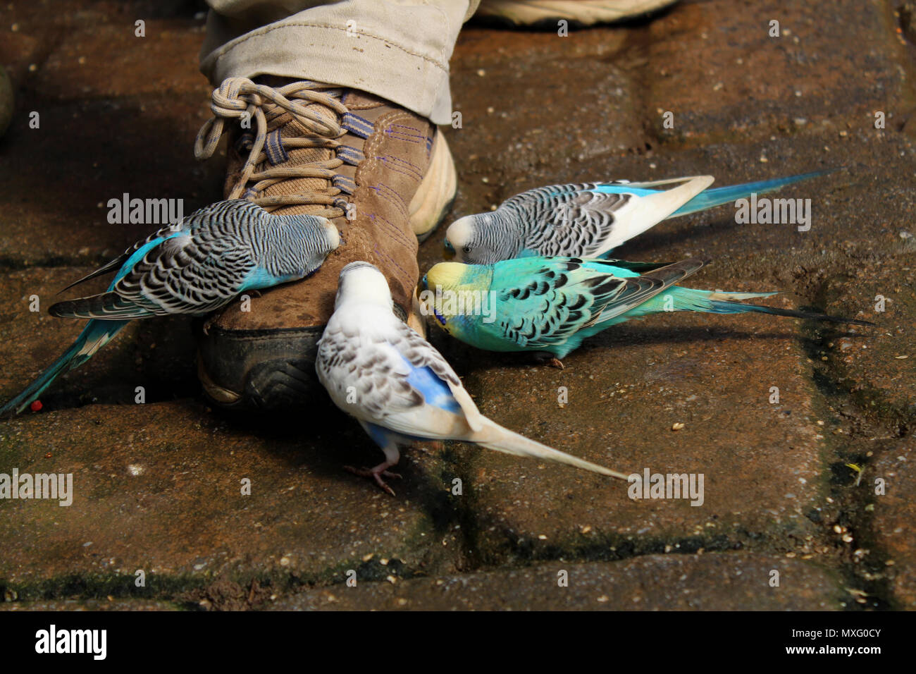 Zookeepers hires stock photography and images Alamy