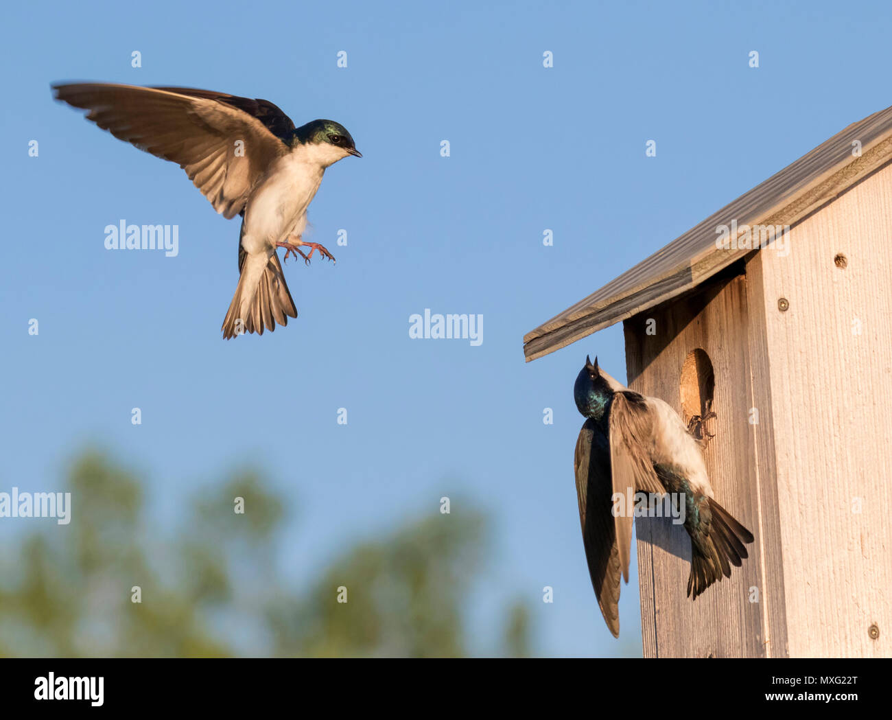 Tree swallows (Tachycineta bicolor) near bird house, Iowa, USA Stock Photo