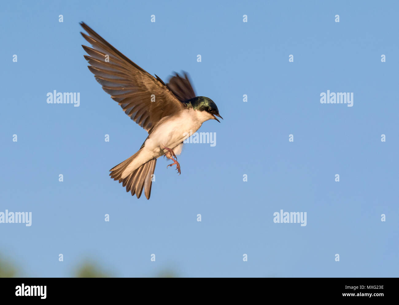 Tree swallow (Tachycineta bicolor) flying, Iowa, USA Stock Photo